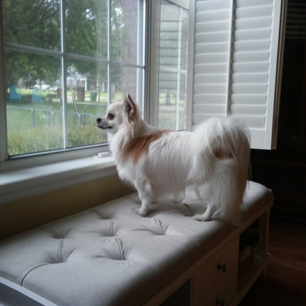 Meet your Posher, Donna